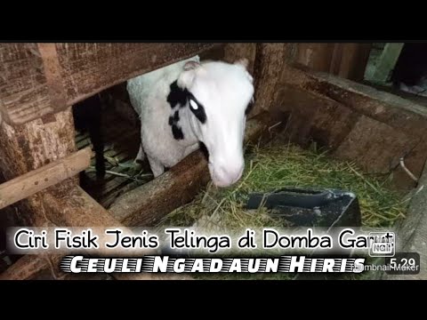 Video: Menembuhkan Telinga Anak Domba: Cara Menanam Telinga Anak Domba