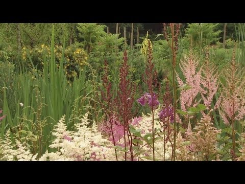 Video: Flor de astilba - plantación y cuidado