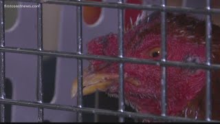 Chickens seized in alleged cockfighting bust in Palatka