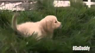 Super Bowl Commercials 2015 - Budweiser 'Lost Dog' Vs GoDaddy 'Puppy' Super Bowl XLIX Commercials