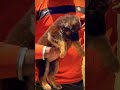 German Shepherd puppy ready ❤️ smart puppy | strong body | vaccinated update 📞 8810623046