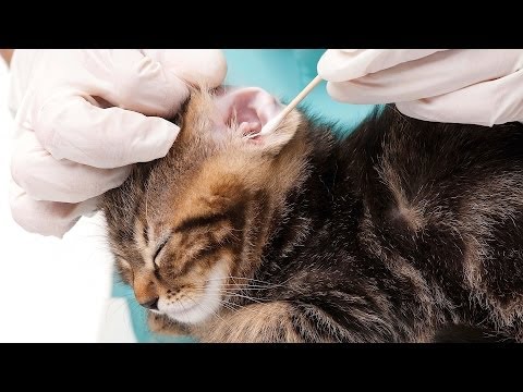 How to Groom a Cat's Eyes, Nose & Ears | Cat Care