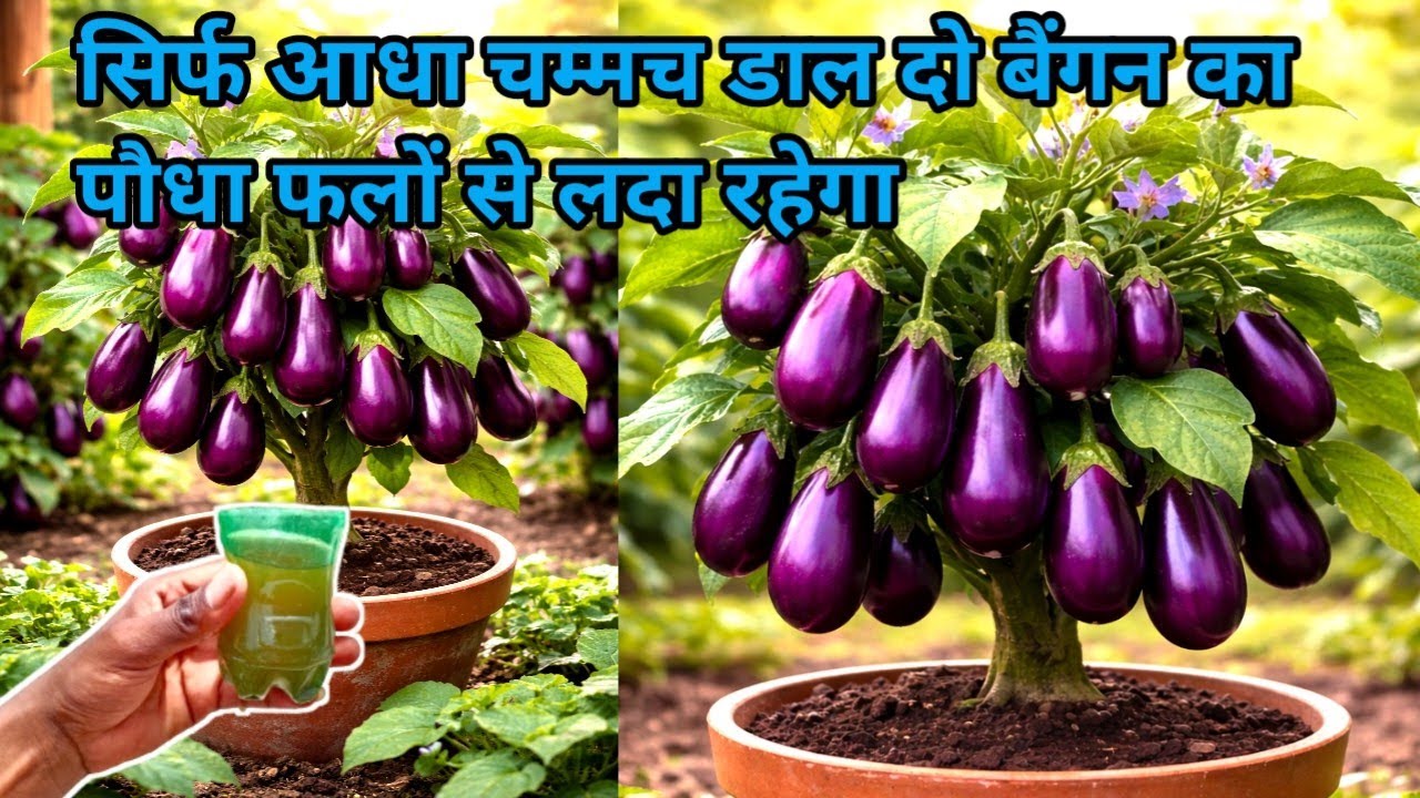सिर्फ एक चम्मच डालिए इतने बैंगन आयेंगे गिन नहीं पाओगे/best fertilizer for brinjal plant
