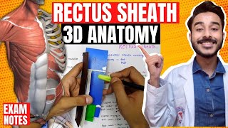 rectus sheath anatomy 3d | anatomy of rectus sheath contents | anterior abdominal wall anatomy