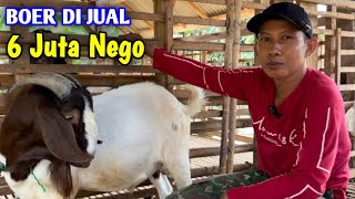 Ready Kambing Boer F4 Jangan Terlambat Siapa Cepat Dia Dapat 