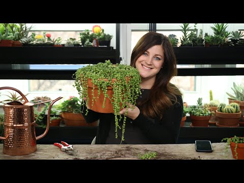 Video: Cuidado de Hostas resistentes al frío - Consejos para cultivar Hostas en jardines de la Zona 3