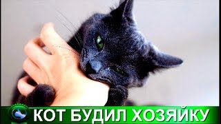 Взятый из приюта КОТ спас жизнь не только своей хозяйке - но и целому дому Взятый из приюта КОТ спас жизнь не только своей хозяйке - но и целому дому