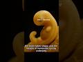 The First 4 Weeks of Life: From One Cell to a Beating Heart #cell #baby #birth  #pregnant
