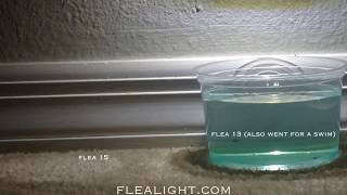 Flea Light  24 hour Flea Trapping Marathon