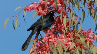 Great-Tailed Grackle Sweet Tooth For Eucaliptus Flowers