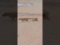 🐍सांप और 🦨नेवले की लडाई!! Snake and Mangoose fight!! #viral #snake and #mangoose #fight #shortsfeed