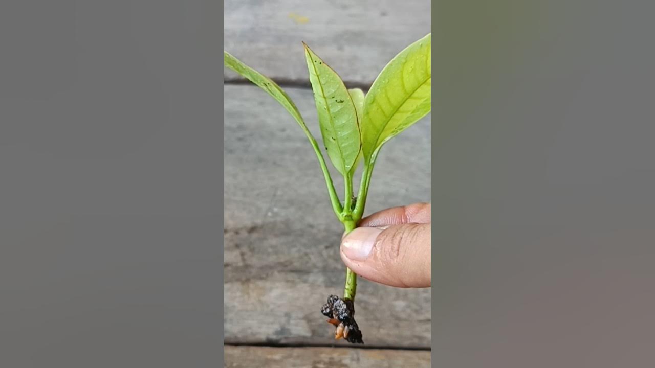 How to propagate fruit trees by budding YouTube