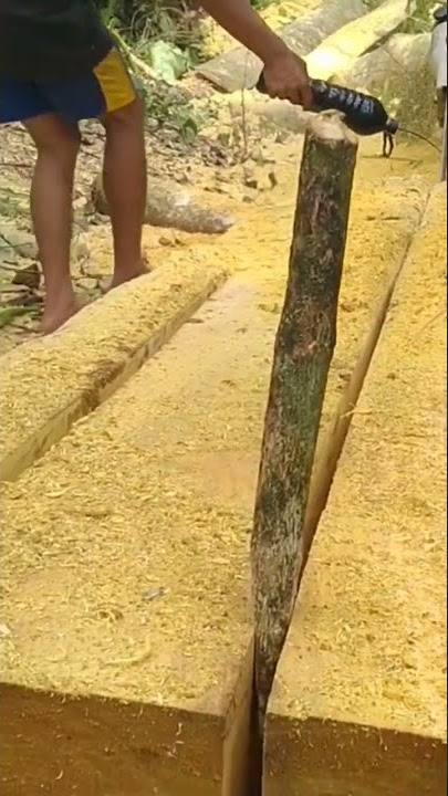 kayu penangkal ilmu goib!!kayu nangka wangkal#chainsaw #videoshort #potong #gergajikayu