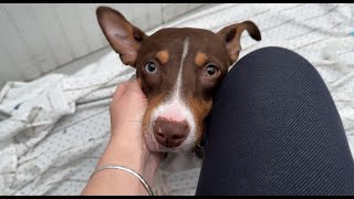 Meet Miracle Dog Ramone - Stray Rescue of St.Louis by Stray Rescue of St.Louis Official 97,836 views 4 weeks ago 2 minutes, 34 seconds