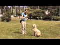 Dog Training Online - Free sample Video Lesson Dog Training Online - Free sample Video Lesson