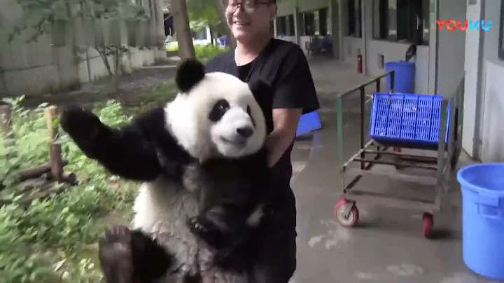 名場面回顧: 萌蘭竟然會回應發箍奶爸, 太可愛了! SO CUTE: Panda Meng Lan Responds To Daddy Zhang Yue | Adorable Panda - 天天要聞