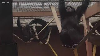 Zoo Knoxville is 'Bringing the Zoo to you' with a video on their chimp care
