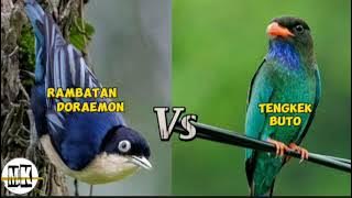 MASTERAN JUARA RAMBATAN DORAEMON VS TENGKEK BUTO