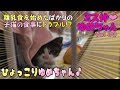 【子猫 成長記録33】離乳食を始めたばかりの子猫の食事にトラブルが!?【cute kitten 33】【cute cat】 【子猫保護】