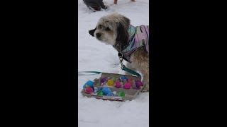 National Service Dogs Easter Egg Hunt in Calgary #shorts