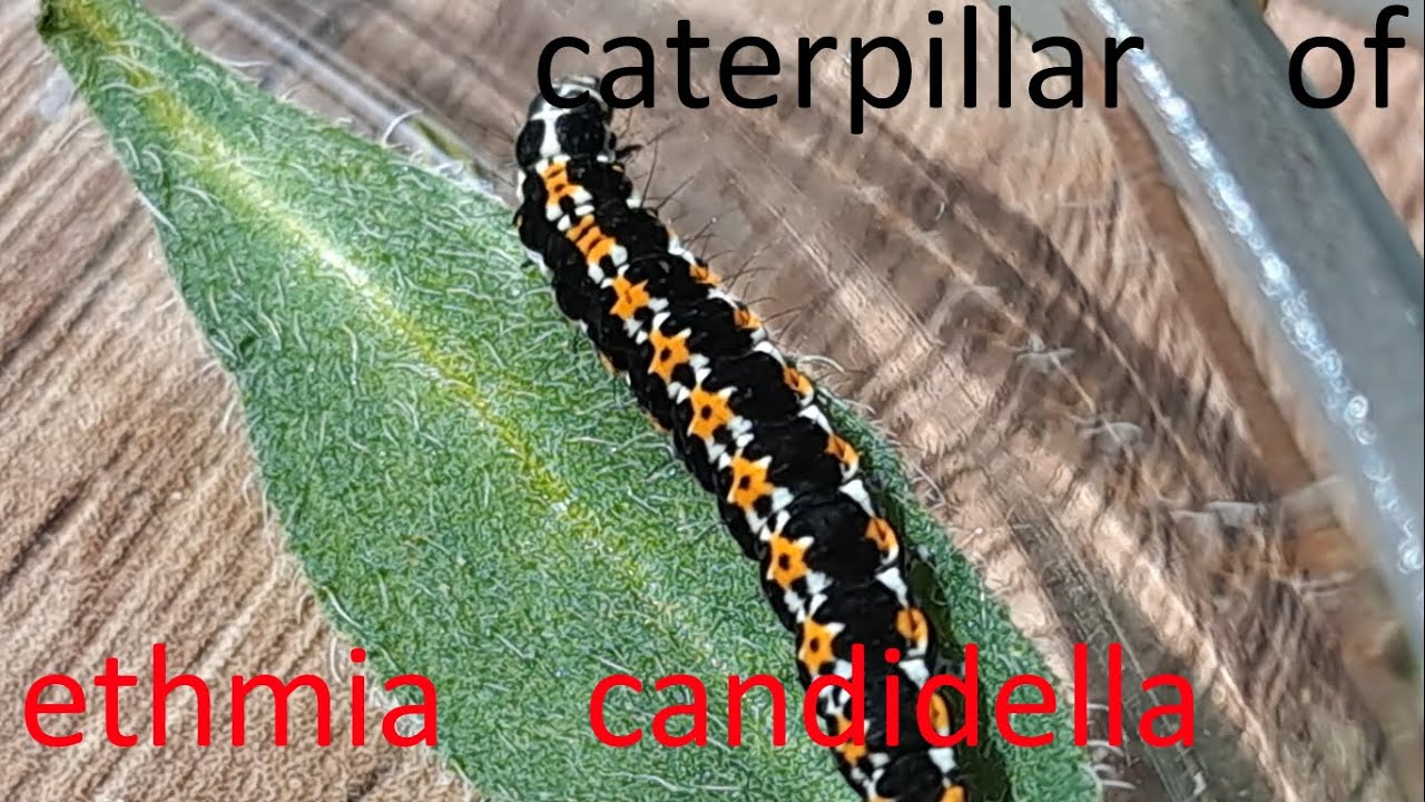 Caterpillar of Ethmia Candidella close-up.