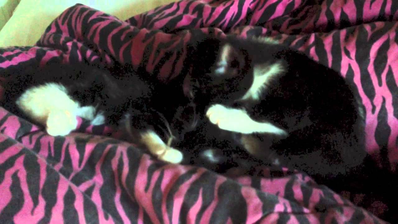 Kitten loves earwax YouTube