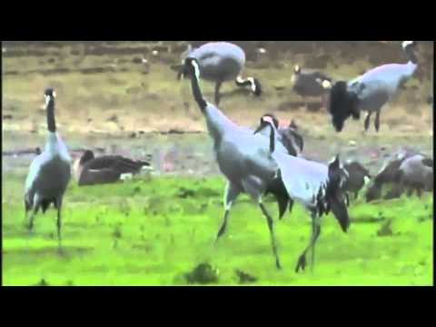 Tim Blake — The Arrival of Migratory Cranes