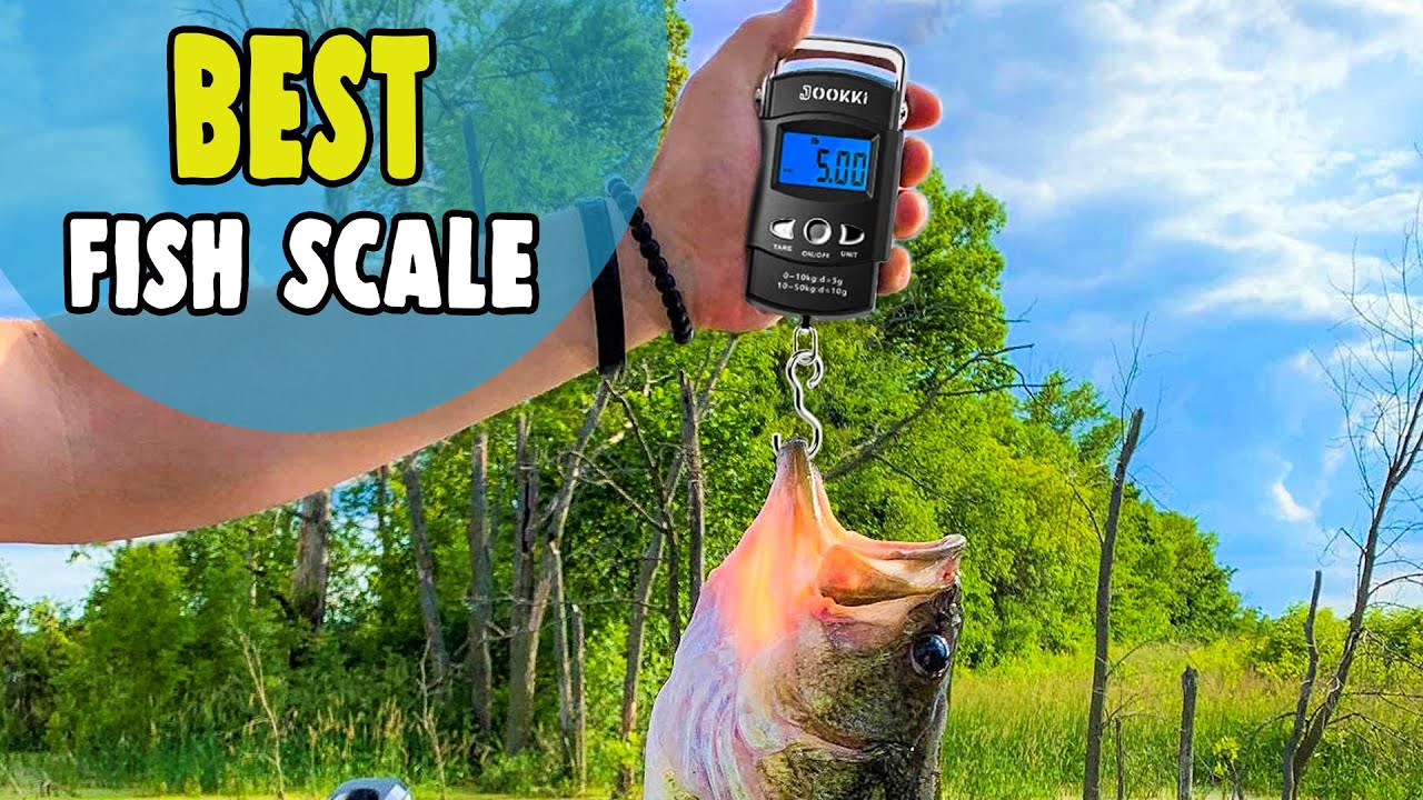 Best Fish Scale in 2021 – Measure Your Fish Perfectly! 