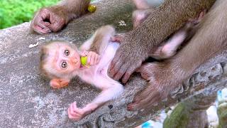 🔴 Live Stream — Mama STEPHENIE Guides Energetic Baby STEELY with Patience and Love 🐒💛🌿