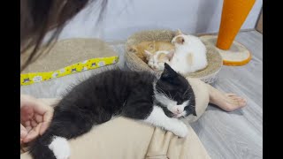 Cuteness Overload: Kitten's Expressions during Bath, Grooming, Flea Hunt, and Ear Cleaning by Lisa the Cat 1,328 views 3 weeks ago 15 minutes