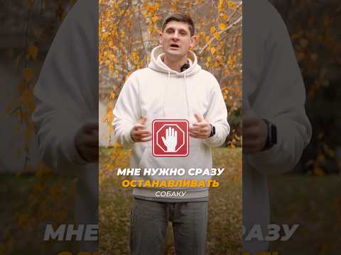 Собака бежит к хозяину, когда боится 🎬 Почему это опасно?