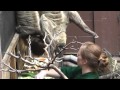 Two-toed sloths being fed at London Zoo