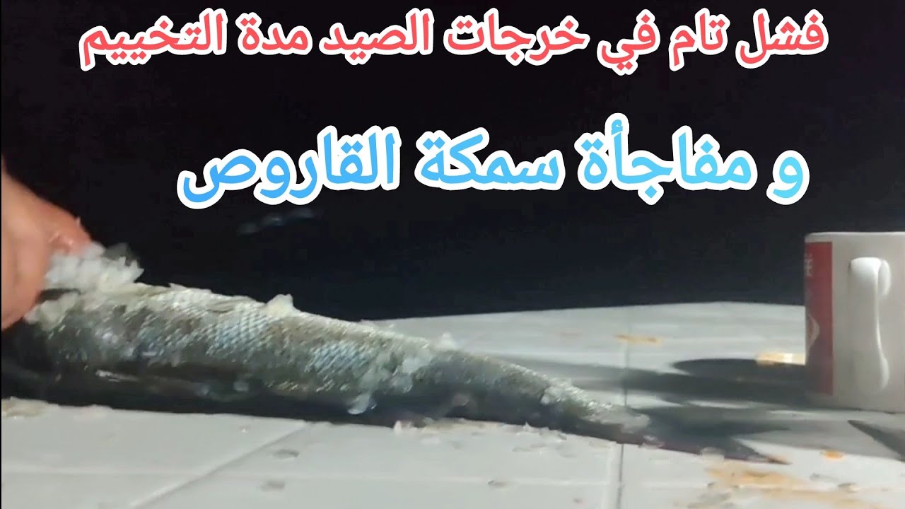 فشل تام في خرجات الصيد مدة التخييم في هذا الشاطئ ، و مفاجأة سمكة القاروس التي خرجت للشاطئ هربا