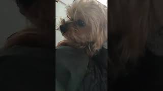 Mój kochany piesio ❤️🐕