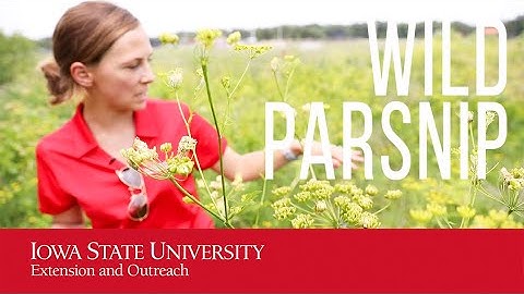 Weed ID: Wild parsnip