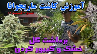 خشک کردن و اماده کردن گل فصل 3 قسمت 12- بهترین روش برای عطر و طعم دار کردن گل
