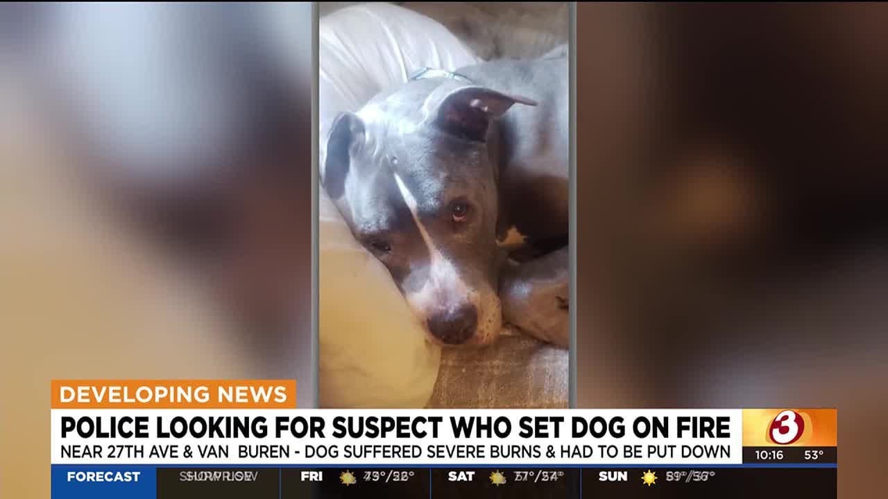 Police searching for suspect who set dog on fire in Phoenix - YouTube