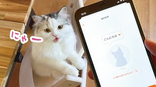 しゃべる猫に猫語翻訳アプリを使った結果…【おしゃべりする猫】 【猫アテレコ】