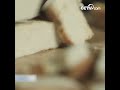 꽃으로 연회석을 만들 수 있다는데 사실일가요? |CCTV한국어방송