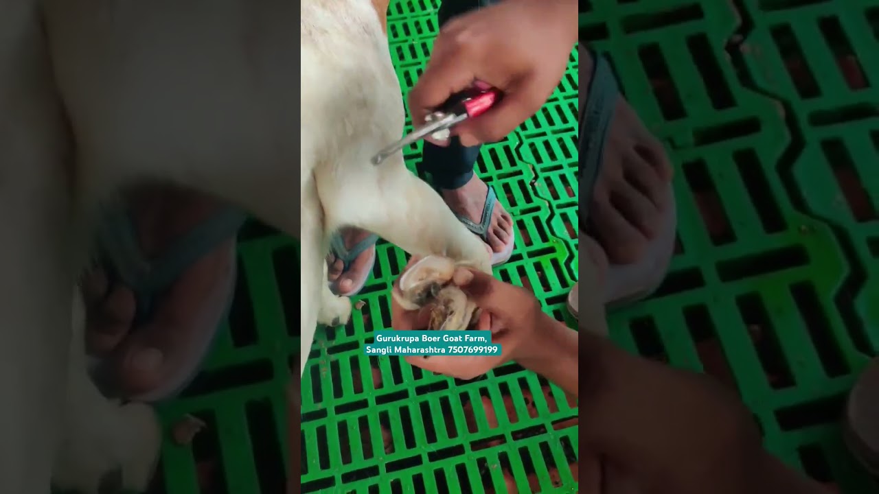Gurukrupa Boer Goat Farm Sangli Maharashtra India