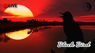 Kicau  Burung Anis Hitam (Black Bird) Saat Senja | Master Terapi Kacer, Anis, Sikatan