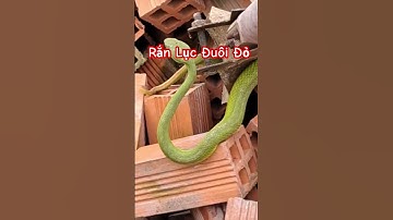 Rắn Lục Đuôi Đỏ – Loài Rắn Kịch Độc Ẩn Mình Trong Tự Nhiên | Red-Tailed Green Viper Facts#ranluc