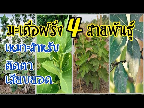 วีดีโอ: เปิดพายกับมะเดื่อและบรี