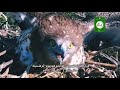 الزيارة الثالثة لعش النسر ذي الأصابع القصيرة أم شميط عش رقم 2 05 08 2022 م 