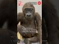 Горилла #Краснойкниге60 #гдм_коллекция   #дарвиновскиймузей #darwinmuseum