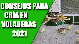 CRÍA CANARIOS ( CRÍA EN LA VOLADERA Y RECOMENDACION DE UN CANAL)