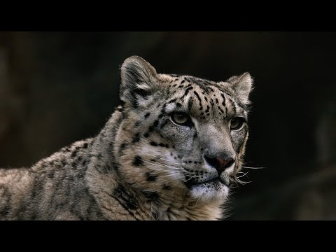 How AI Is Helping Protect the World's Most Elusive Big Cat - video from Tencent
