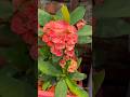 কাঁটামুকুটের সৌন্দর্য  ❣️#flowers  #flowerbeauty