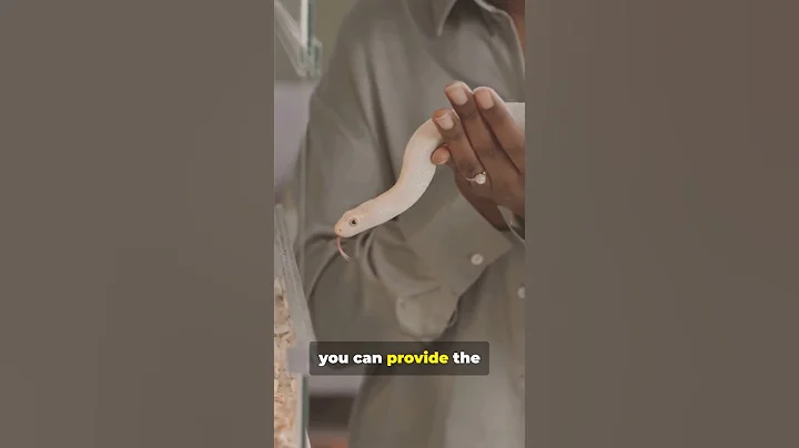 5 Mistakes New Reptile Owners Make