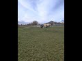 Border collie play